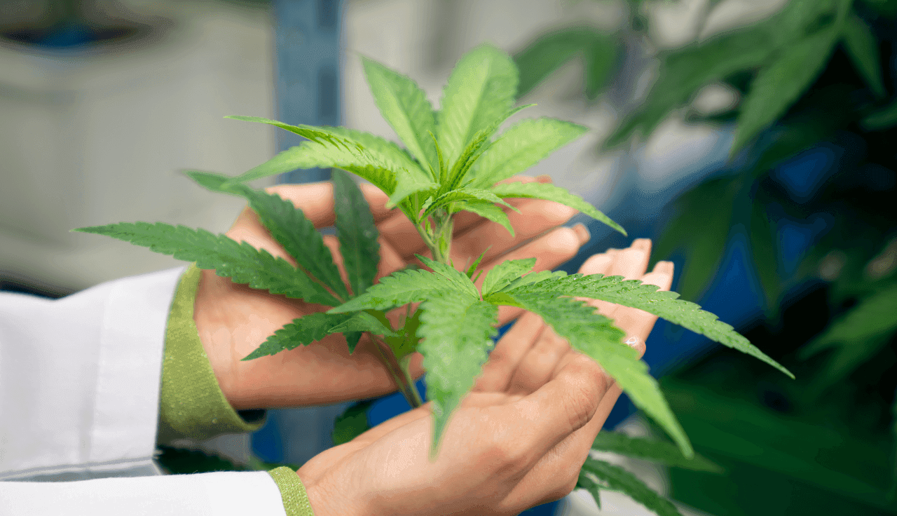 Eine Hand hält eine Hanfpflanze in einem Gewächshaus.