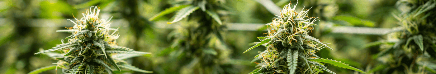 Naheaufnahme einer blühenden Cannabispflanze mit grünen Blättern.